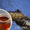 В Украине выросли цены на продукты пчеловодства