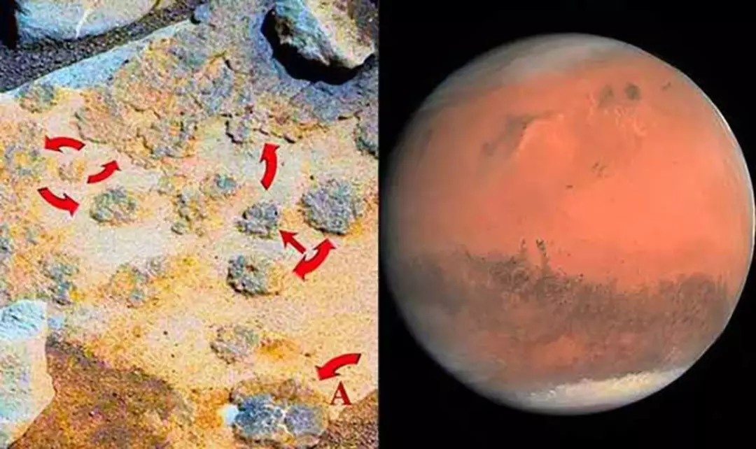 Есть ли жизнь на планете марс. Марс Планета жизнь. Марс Планета жизнь на Марсе. Грибы на Марсе. Живые организмы на Марсе.