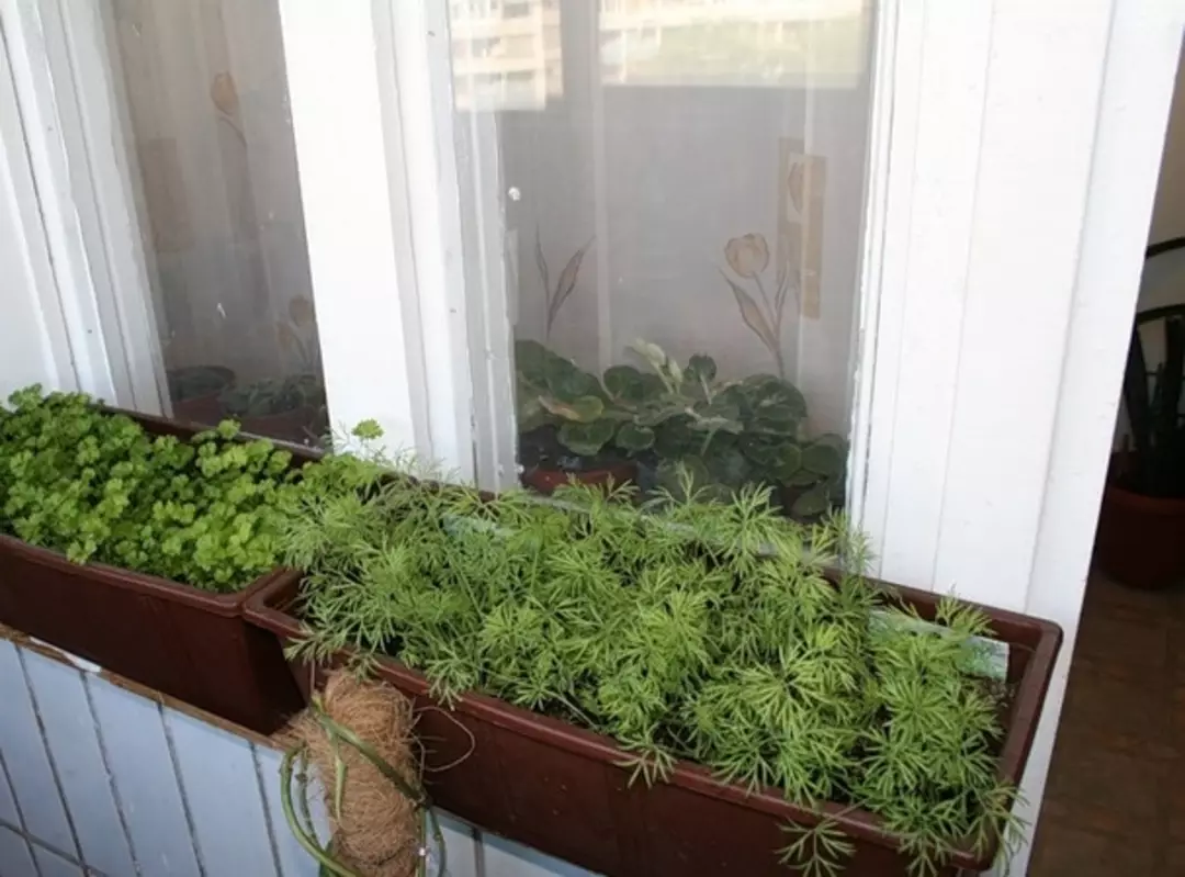 Выращивание укропа в домашних. Зелень на балконе. Вырастить зелень на балконе. Зелень на окне. Ящик для зелени на подоконнике.