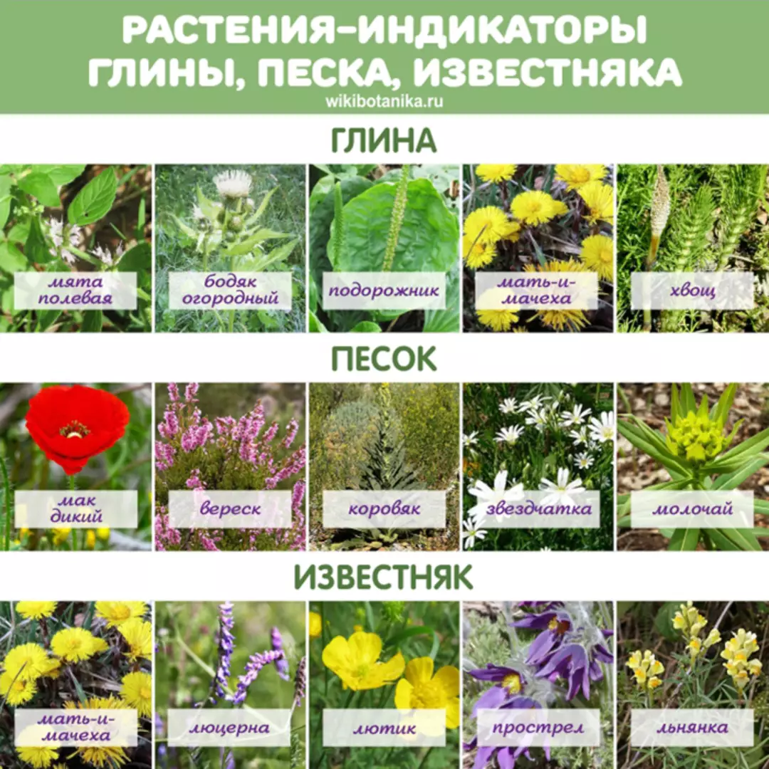 определение растения по фото яндекс