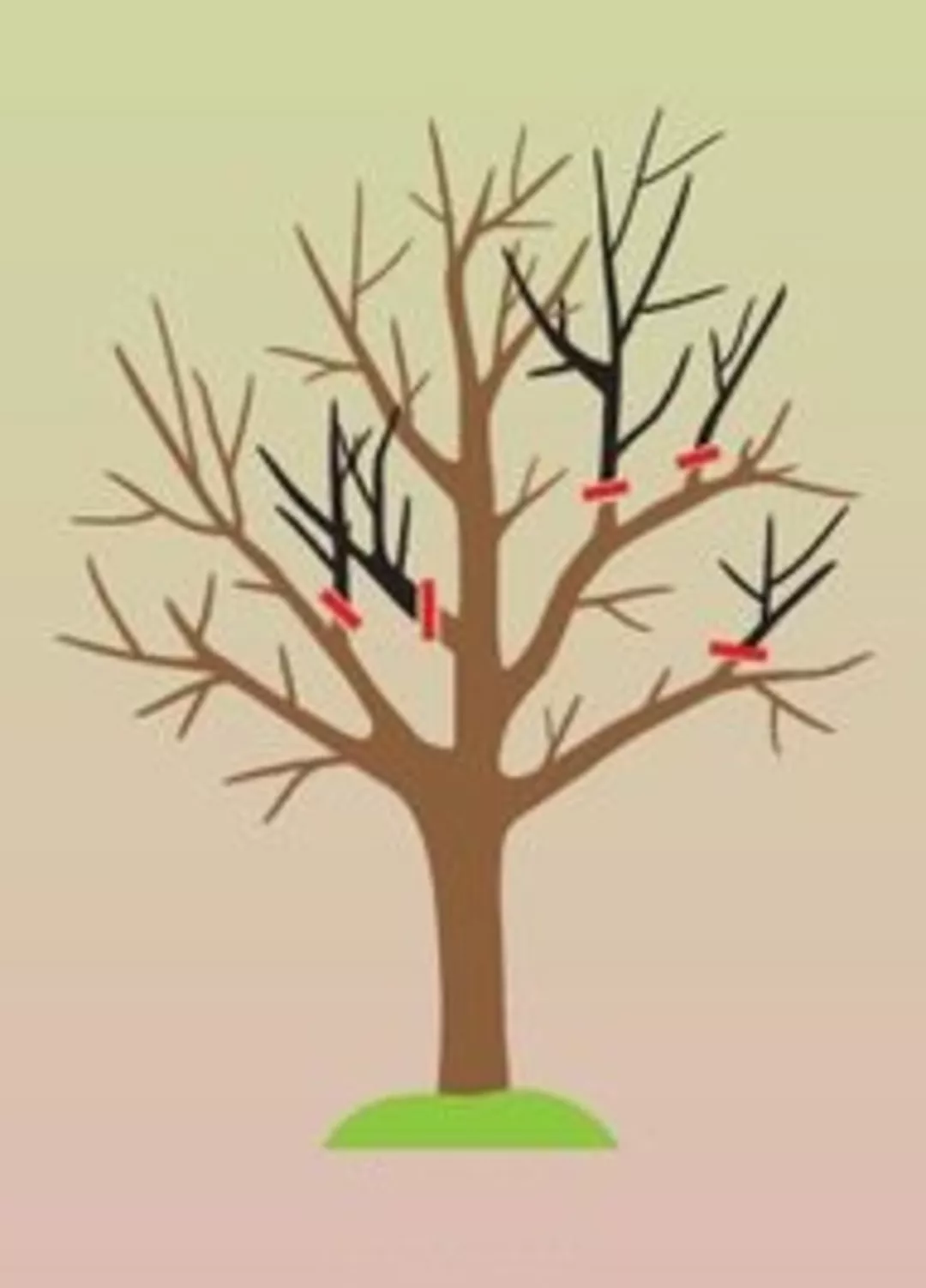 Как обрезать фруктовые деревья весной для новичков