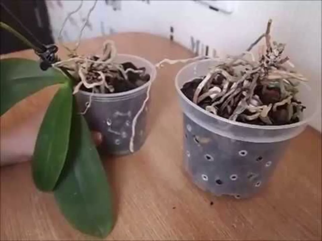 Как восстановить корни орхидеи