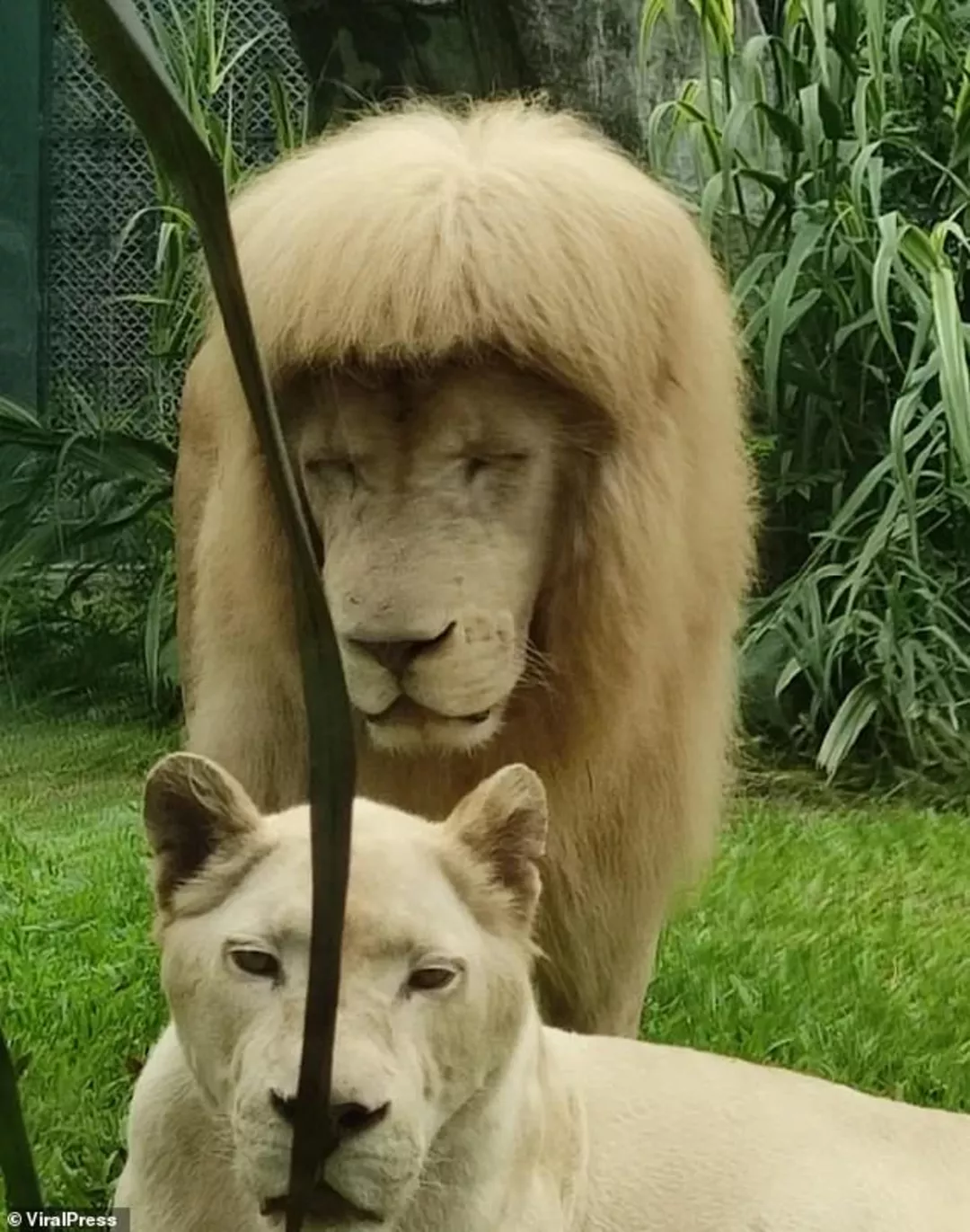 Зоопарк гвонджоу Лев с прямой гривой