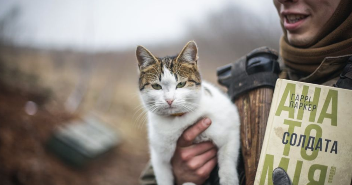 Кошки на войне фото