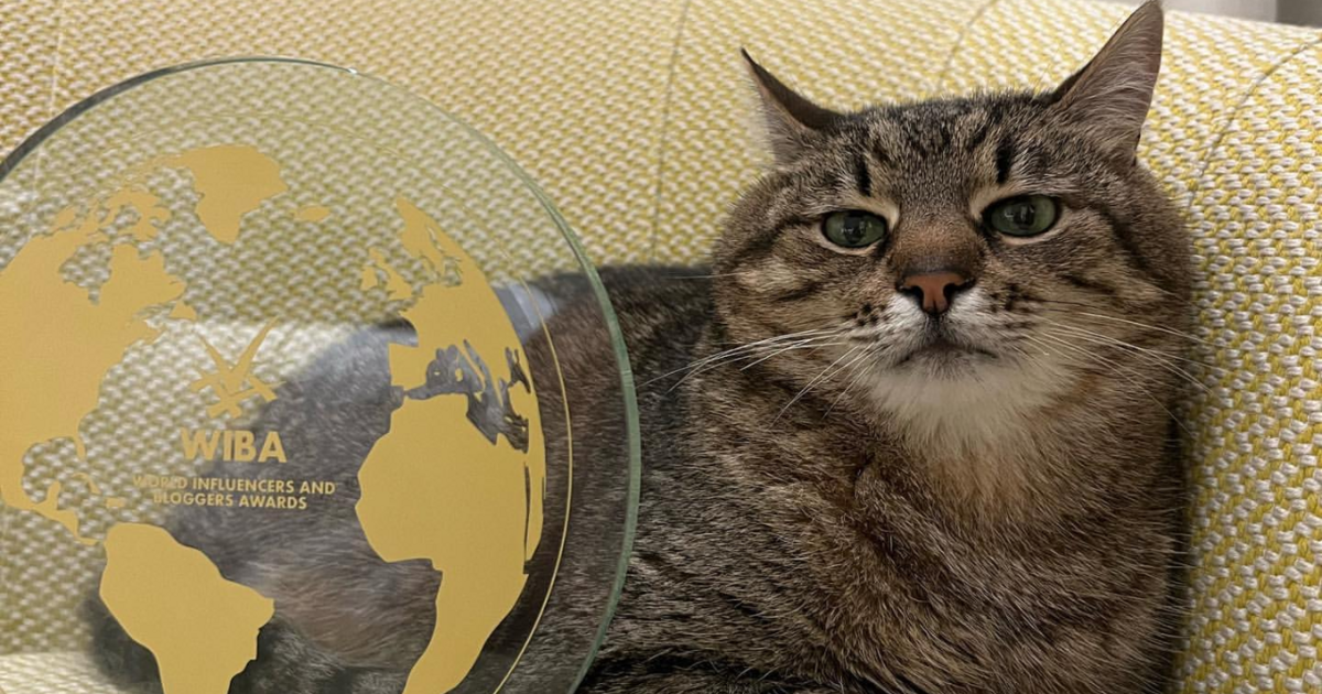 【ぬこ】ハリコフの猫のネットミームがカンヌで権威ある国際賞を受賞  [oops★]->画像>3枚 