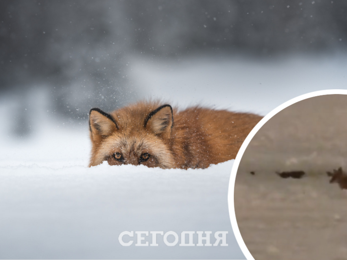 Подружилась с собаками. В парке Киева заметили лису (видео) | Сегодня