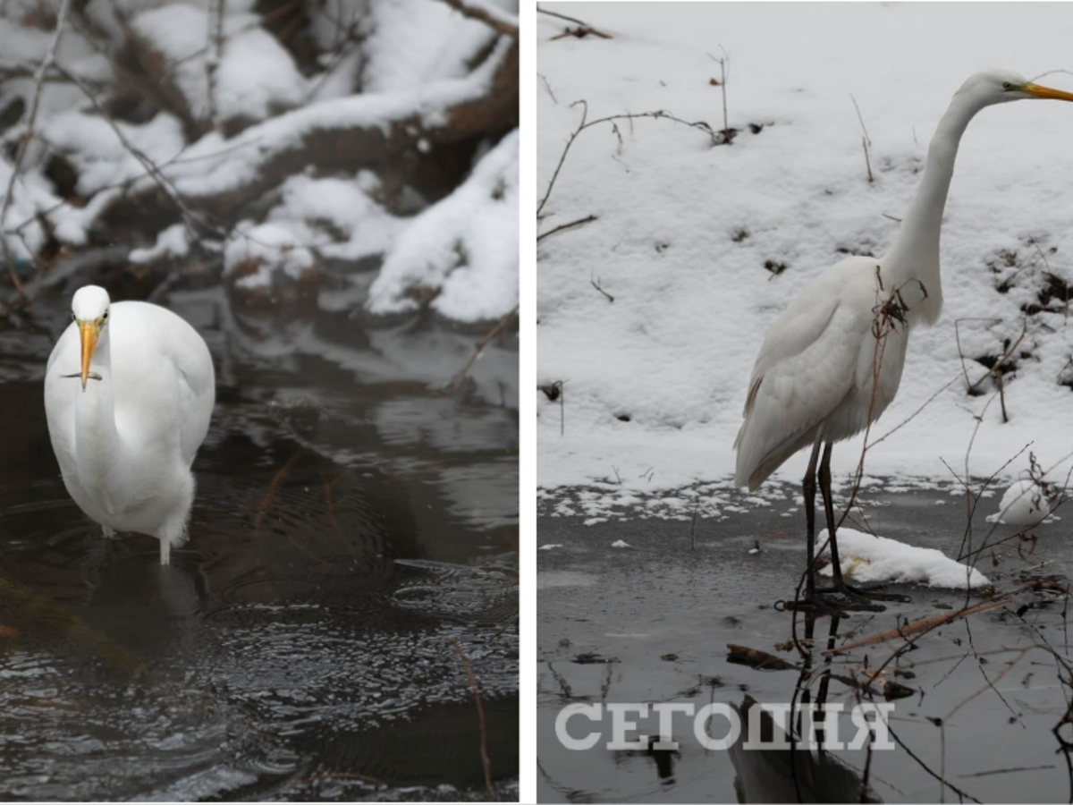 Невероятно! В Киеве зимой заметили огромную белую цаплю (фото, видео) |  Сегодня