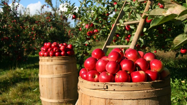 Через ЄС в Україні не буде дешевих яблук: на що вплине скасування заборони експорту наших овочів і фруктів, фото-1
