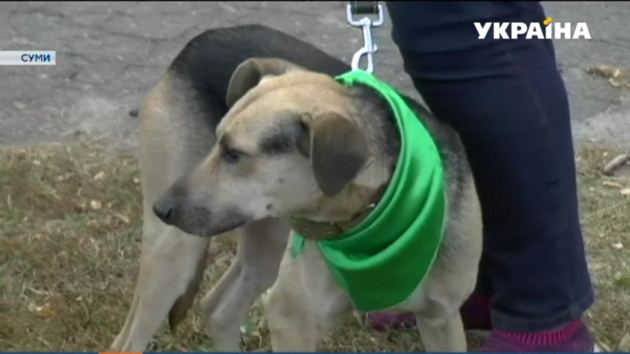 В Сумах прошел фестиваль бездомных животных: появилось видео