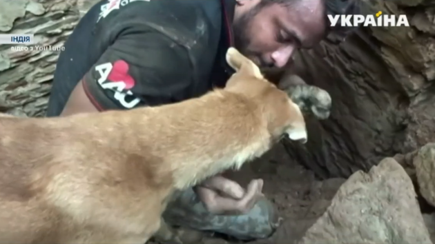 В Индии собака стала "героиней", спасая своих щенят