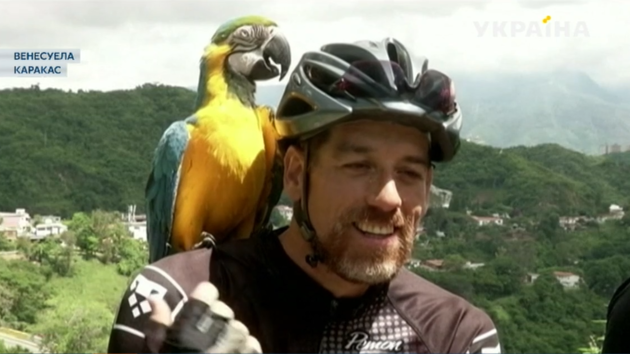 В Каракасе спортсмен выбрал своим напарником раненого попугая