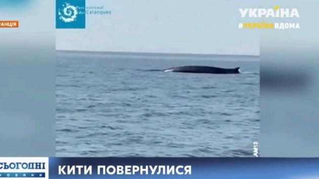 В Средиземном море появились огромные киты (видео)