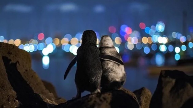 Снимок пары овдовевших пингвинов неожиданно прославил фотографа