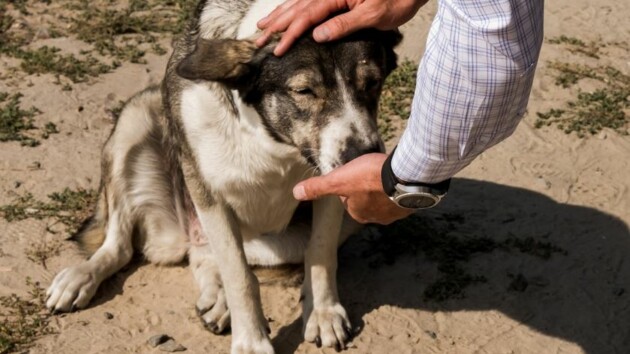 Выживших после взрыва чернобыльских собак показывают онлайн: фото