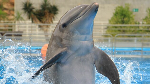 Дельфин подплыл к берегу и устроил шоу на глазах у отдыхающих: видео