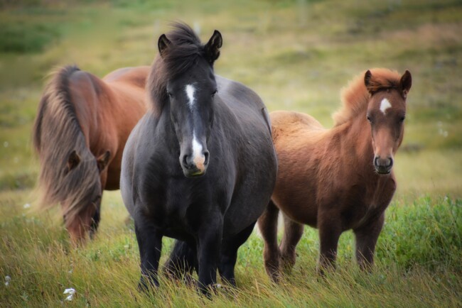 Лошади, Одинокие и загадочные: животные, на которых похожи знаки Зодиака