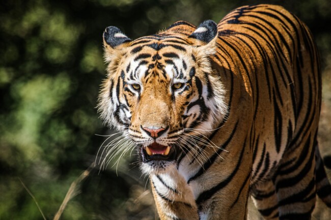 Тигр, Одинокие и загадочные: животные, на которых похожи знаки Зодиака