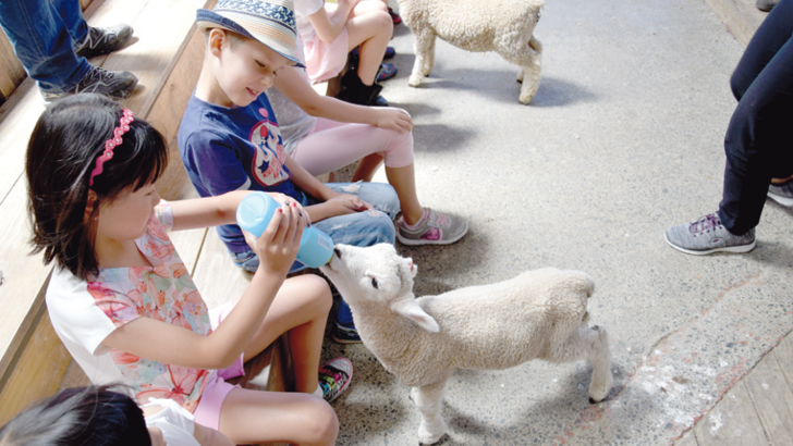 Милые овечки. В Новой Зеландии развита фермерская культура. Фото: А. Романенко