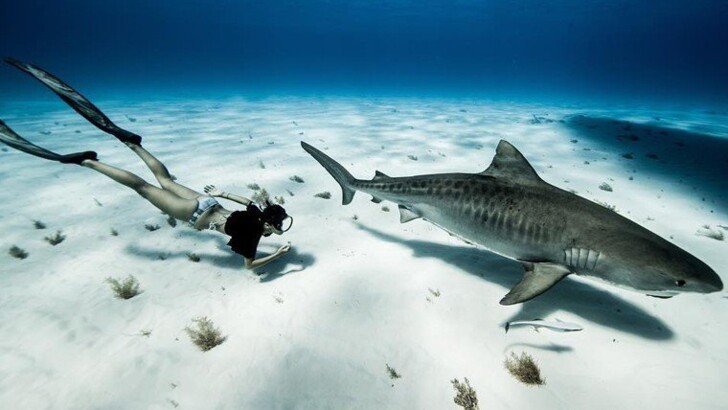 Дизайнер плавает с акулами Фото: instagram.com/sharkgirlmadison