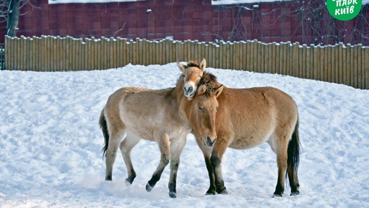 Фото: www.facebook.com/zoo.kiev.ua