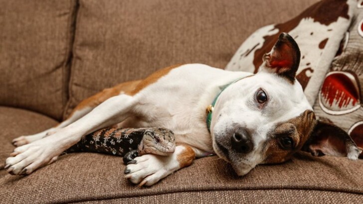 Собака-скелет подружилась с ящерицей Фото: RSPCA