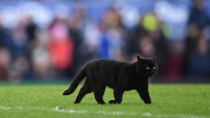 Кот выбежал на поле во время матча Эвертон – Вулвэрхемптон | Фото: AFP