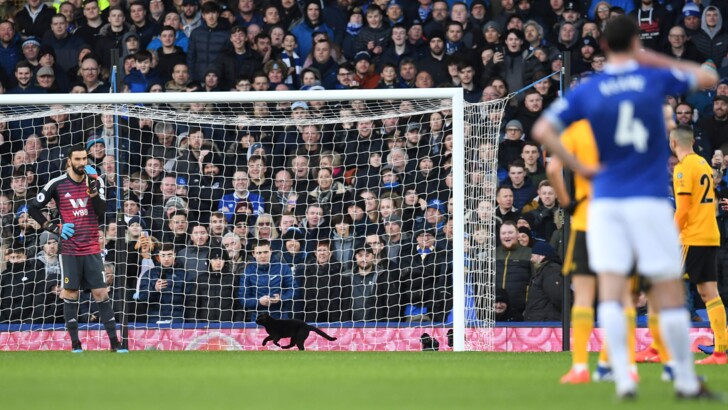 Кот выбежал на поле во время матча Эвертон – Вулвэрхемптон | Фото: AFP