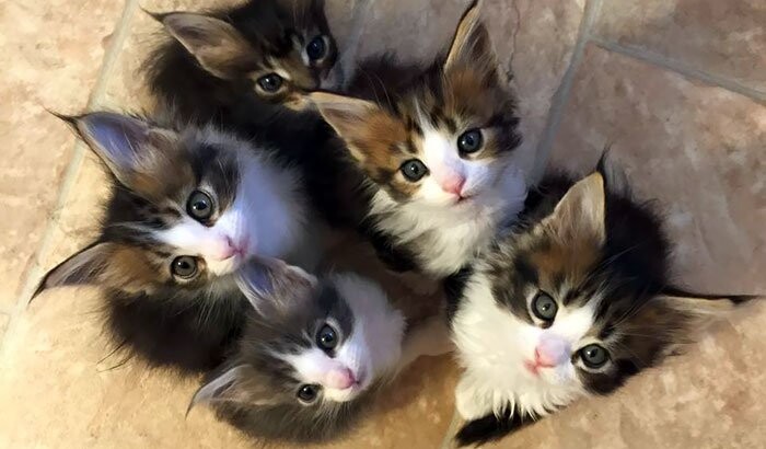 Коты породы мейн-кун Фото: Instagram