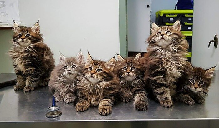 Коты породы мейн-кун Фото: Instagram