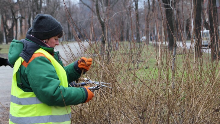 В Запорожье начали массовую обрезку деревьев | Фото: пресс-служба мэрии Запорожья