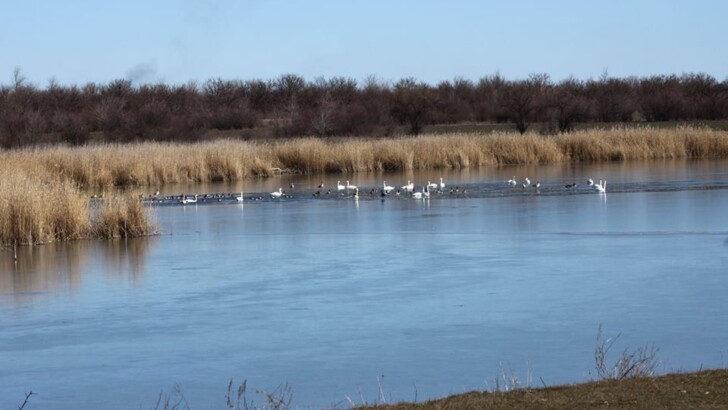 На озере в Кривом Роге поселились десятки красивых птиц | Фото: Facebook