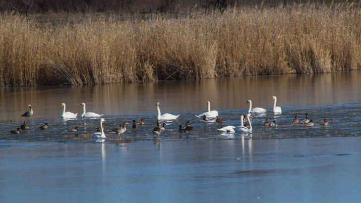 На озере в Кривом Роге поселились десятки красивых птиц | Фото: Facebook