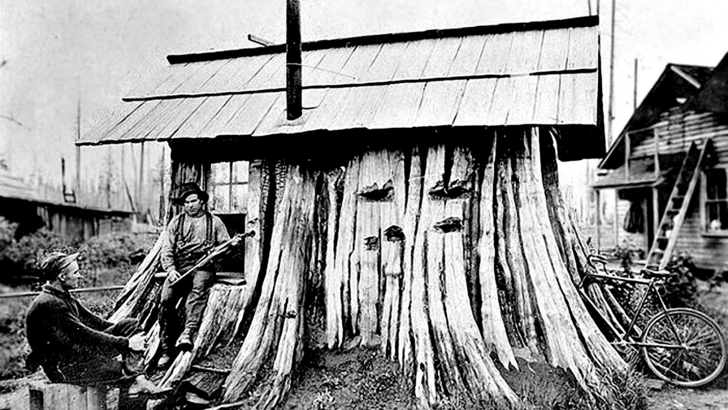 Европейцы в США. Многие семьи переселенцев делали в пнях вырубленных секвой небольшие домики