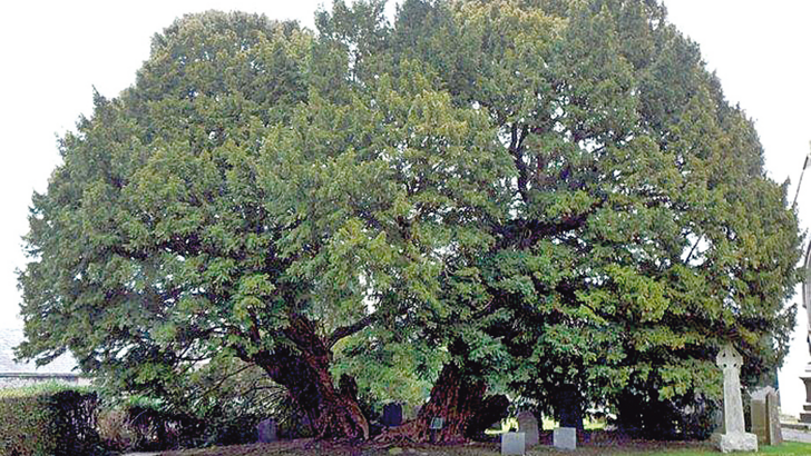 Великобритания. Самое древнее дерево в Европе — тис 