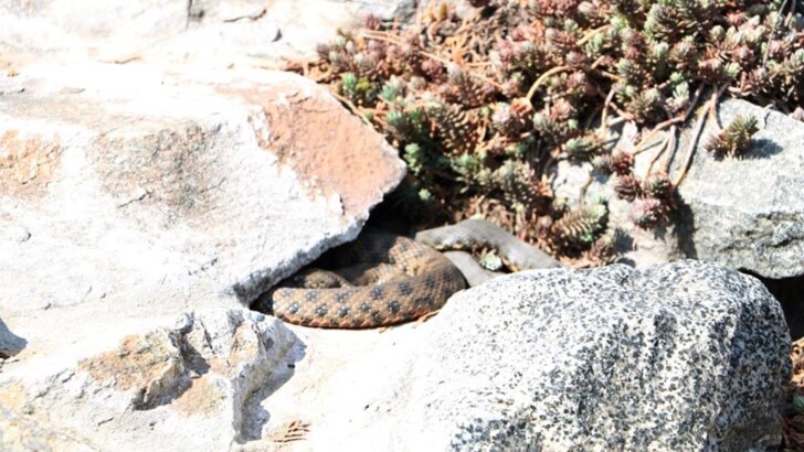 В центре Днепра змея выбралась погреться на набережной | Фото: ГСЧС