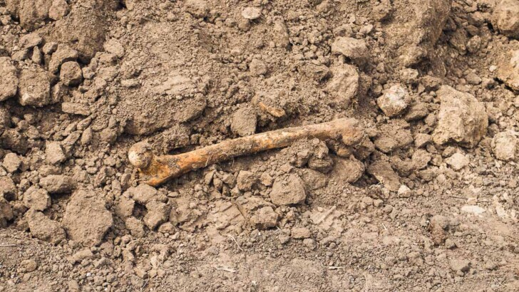 В Днепре на цветочной клумбе нашли человеческие кости | Фото: Информатор