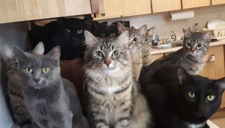 В канадской квартире нашли 300 кошек | Фото: Toronto Cat Rescue