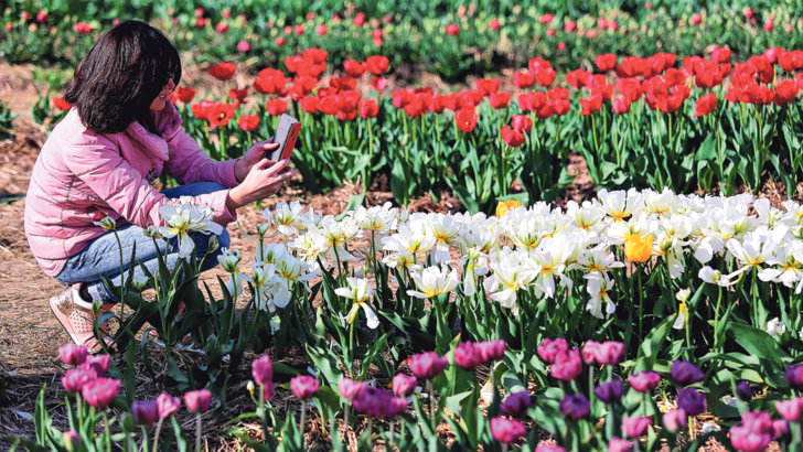 Любители красоты. На самом деле тюльпанов в мире всего 150 сортов, но еще около 3000 разновидностей. Фото: Н. Мартынюк