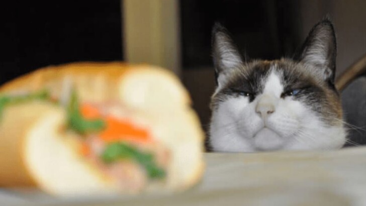 15 котов, которые не могут отказать себе в еде | Фото: Twitter, Instagram, Facebook