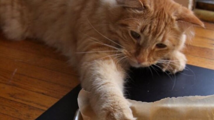 15 котів, які не можуть відмовити собі в їжі | Фото: Twitter, Instagram,