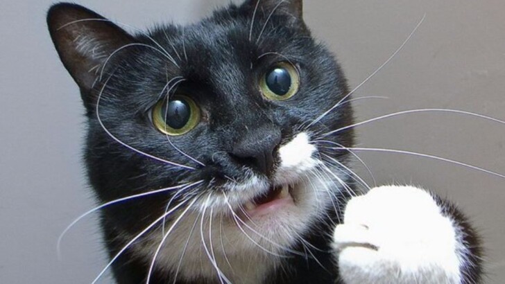 15 котов, которые не могут отказать себе в еде | Фото: Twitter, Instagram, Facebook
