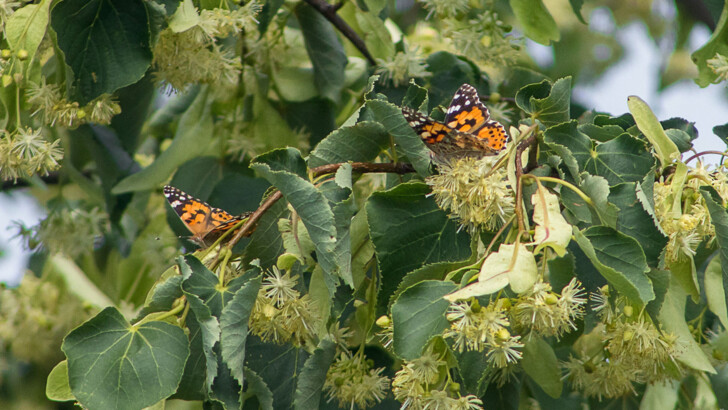 В Одессу прилетели мириады ярких бабочек из Северной Африки | Фото: Думская