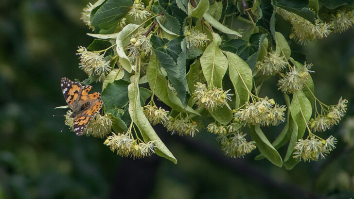 В Одессу прилетели мириады ярких бабочек из Северной Африки | Фото: Думская