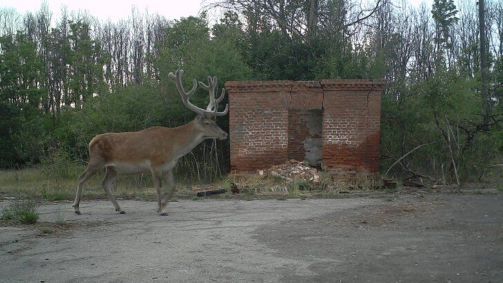 Чернобыль стал местом обитания редких животных | Фото: facebook.com/gaschak