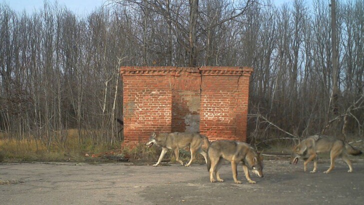 Чернобыль стал местом обитания редких животных | Фото: facebook.com/gaschak