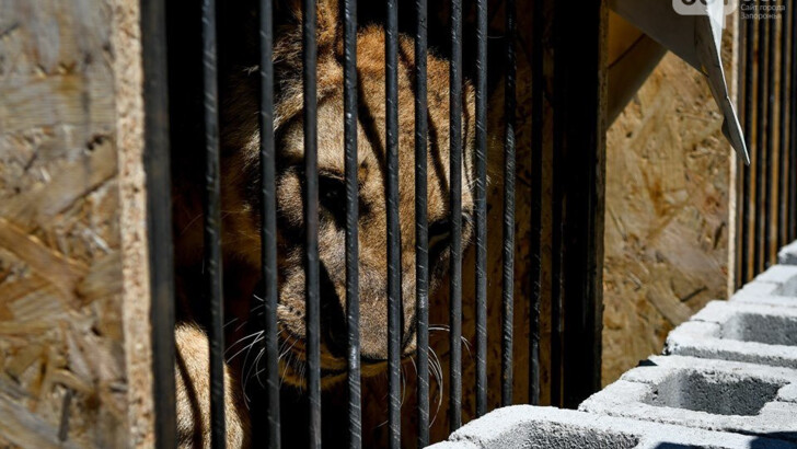 Львов из зверинца в Бердянске вернули жить в Африку | Фото: 061.ua