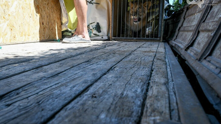 Львов из зверинца в Бердянске вернули жить в Африку | Фото: 061.ua