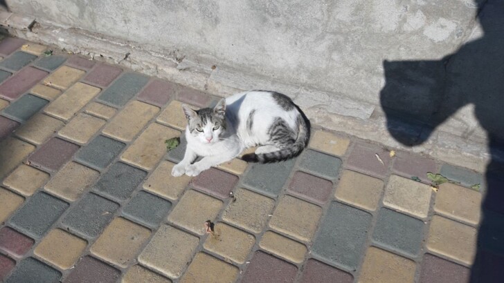 Отдых одесских котов | Фото: Владимир Грисюк, Сегодня