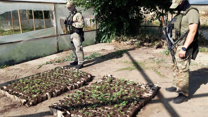 В Измаильском районе обнаружили теплицу, где выращивали коноплю | Фото: Нацполиция