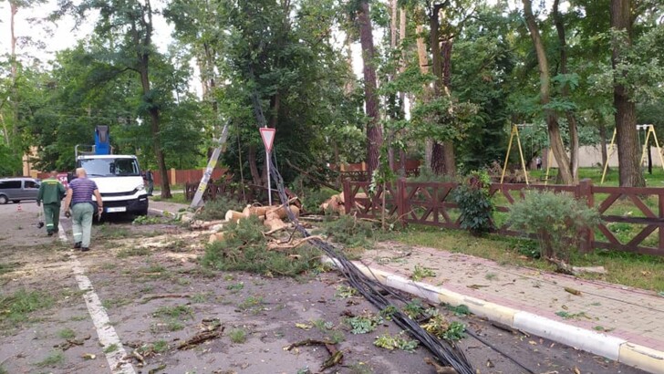 Поваленные после дождя и ветра деревья в Буче. Фото: facebook.com/bucharada.gov.ua